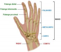 /album/fotogaleria/el-cuerpo-humano-la-mano-jpg/